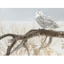 Fallen Willow Snowy Owl - Cobble Hill Puzzle 500 Pz.