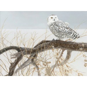 Fallen Willow Snowy Owl - Cobble Hill Puzzle 500 pezzi